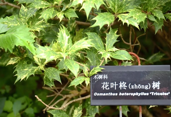柽柳与柊树:名字太怪 只认半边 注定读错!