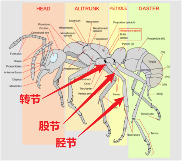 笑死!这种蚂蚁轻伤了超会演 只为能让队友把自己扛回家