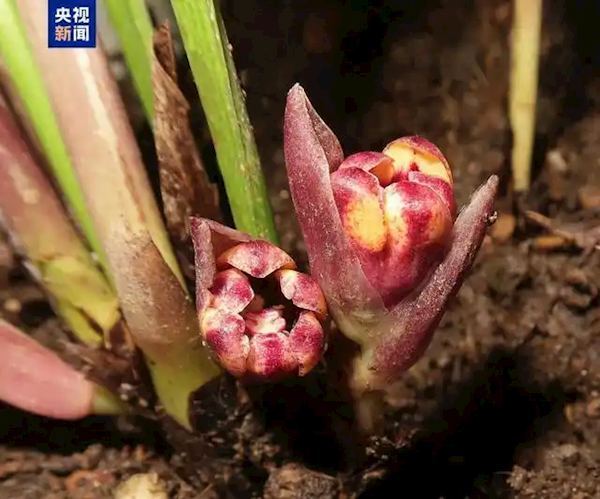 新物种+6！中越科研团队携手发现蜘蛛抱蛋属植物新种