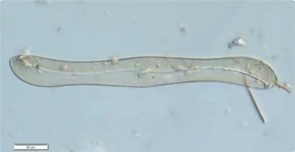 上海发现中国未有神秘生物 官方回应:还需进一步研究