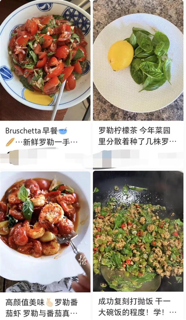 营养巨丰富!河南人的专属“猫薄荷”:我打赌你没吃过