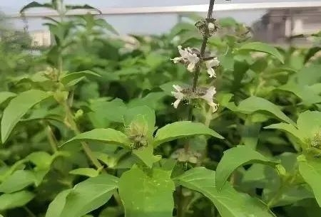营养巨丰富!河南人的专属“猫薄荷”:我打赌你没吃过
