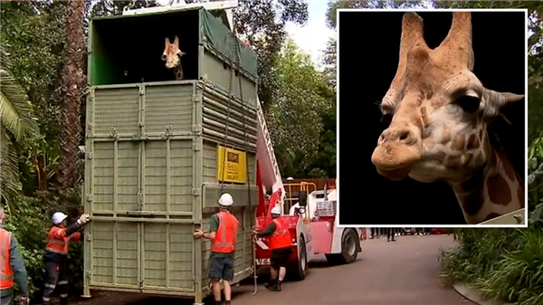 北美长颈鹿变混血 基因不纯失去保护价值:或成“同事”食物