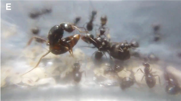 寄生蚁潜入别人巢穴 不费一兵一卒 就能借工蚁的手杀死蚁后自己当王