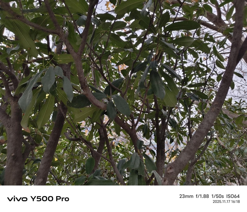 2亿像素的国民小旗舰!vivo Y500 Pro评测:超耐用超给力