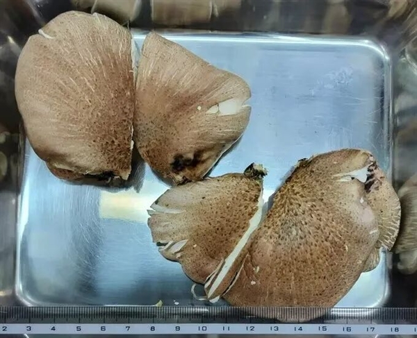 大爷进山采菇求助AI称无毒：吃下去半小时就坏事了