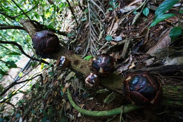 仿佛地狱使者!苦寻13年终见大王花盛开:硕大鲜艳 散发恶臭