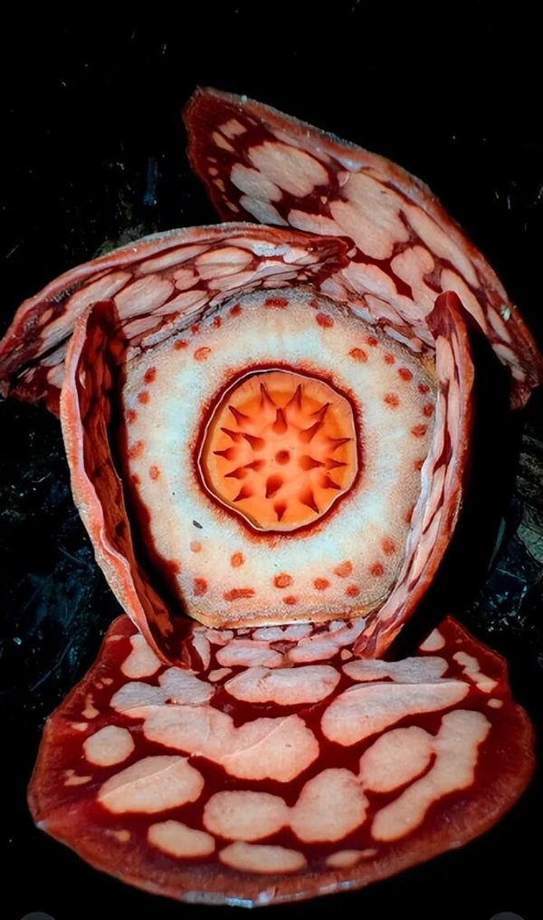 仿佛地狱使者!苦寻13年终见大王花盛开:硕大鲜艳 散发恶臭