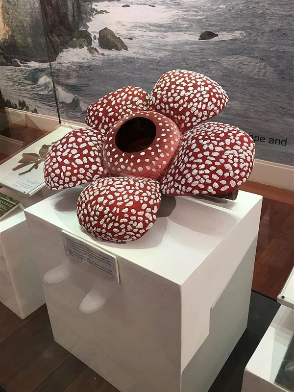 仿佛地狱使者!苦寻13年终见大王花盛开:硕大鲜艳 散发恶臭