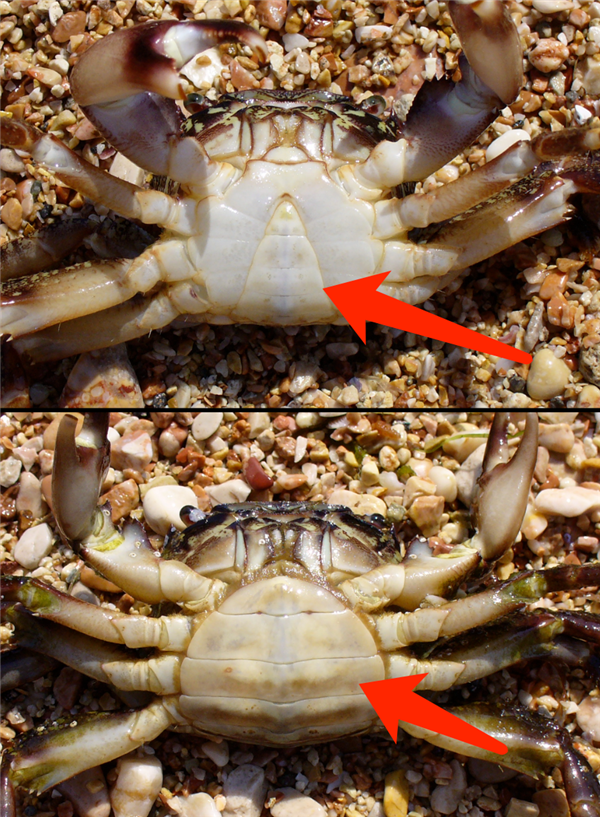 它从胸口排便 用眼睛尿尿!你还很爱吃