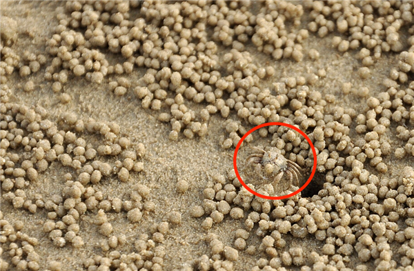 它从胸口排便 用眼睛尿尿!你还很爱吃