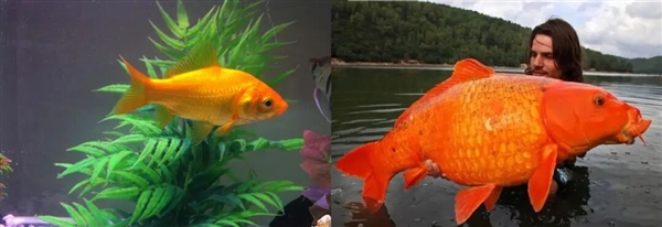 宠物金鱼北美泛滥:成群结队 堪称金鱼蝗灾”