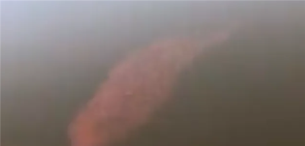 宠物金鱼北美泛滥:成群结队 堪称金鱼蝗灾”