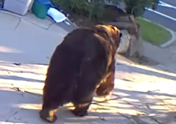 肚子都贴到地上了！美国男子发现自家地下室被一头巨熊霸占