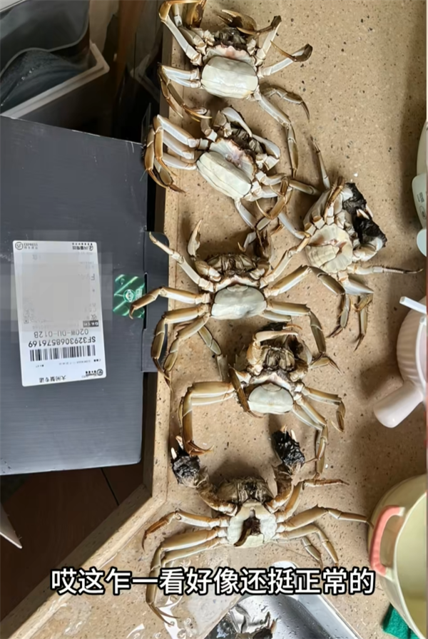 顾客AI合成死螃蟹要求退款 最新进展来了:被拘8日 195元全额追回