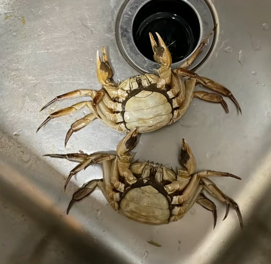 顾客AI合成死螃蟹要求退款 最新进展来了:被拘8日 195元全额追回