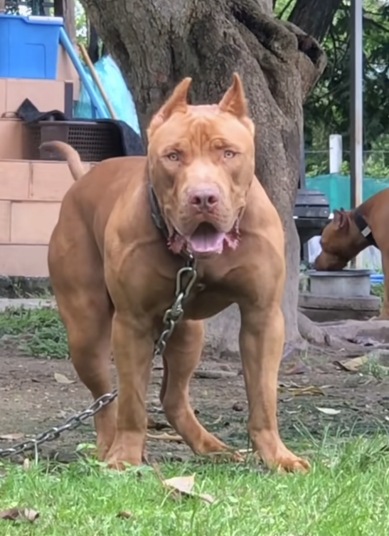 又是比特犬！希腊两岁男童遭自家收养的流浪狗攻击身亡