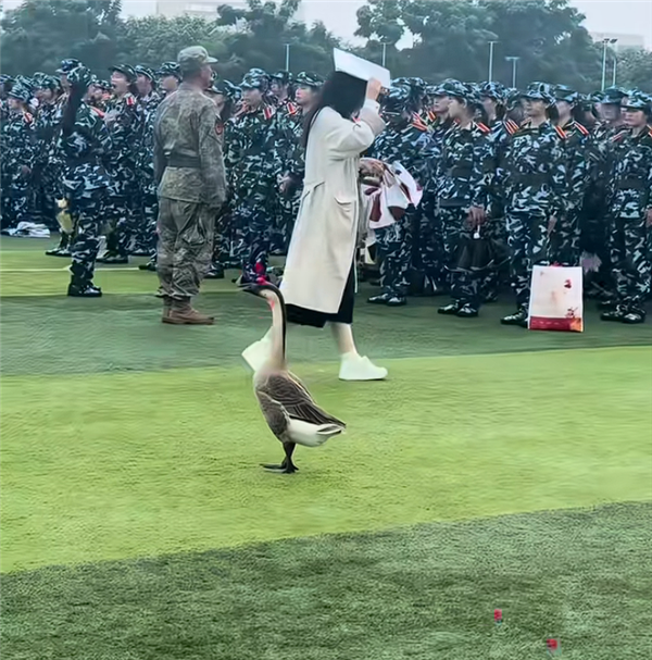 “全校最嚣张的学长”出现了：一只大鹅 可自由出没各区域