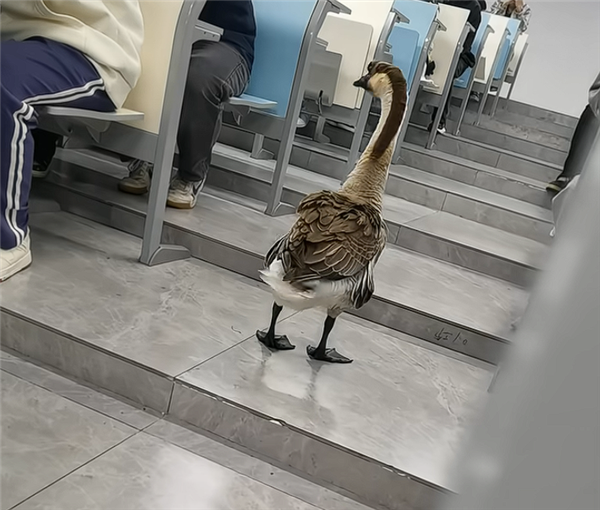 “全校最嚣张的学长”出现了：一只大鹅 可自由出没各区域