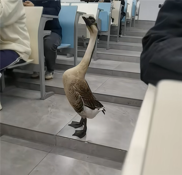 “全校最嚣张的学长”出现了：一只大鹅 可自由出没各区域