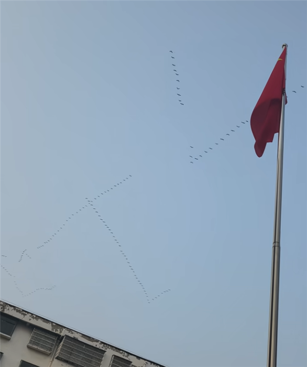 网友偶遇大雁列队排成ETC阵型向北飞 直呼头次见!