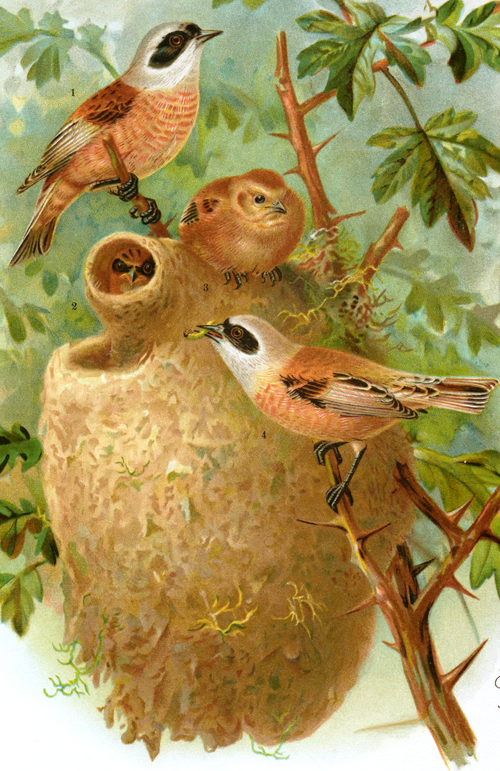 这种鸟类给巢穴精心设计了一个假门 专门用来欺骗蛇类捕食者