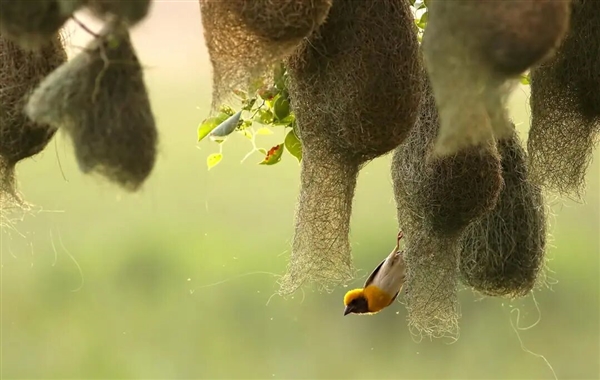 这种鸟类给巢穴精心设计了一个假门 专门用来欺骗蛇类捕食者