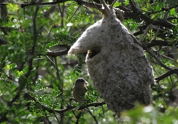 这种鸟类给巢穴精心设计了一个假门 专门用来欺骗蛇类捕食者