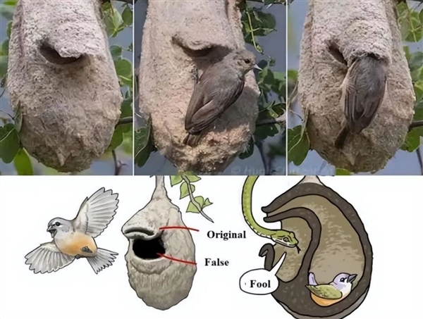 这种鸟类给巢穴精心设计了一个假门 专门用来欺骗蛇类捕食者